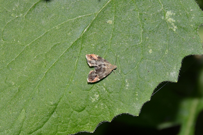 Prochoreutis stellaris ?  No, Anthophila fabriciana (Choreutidae)